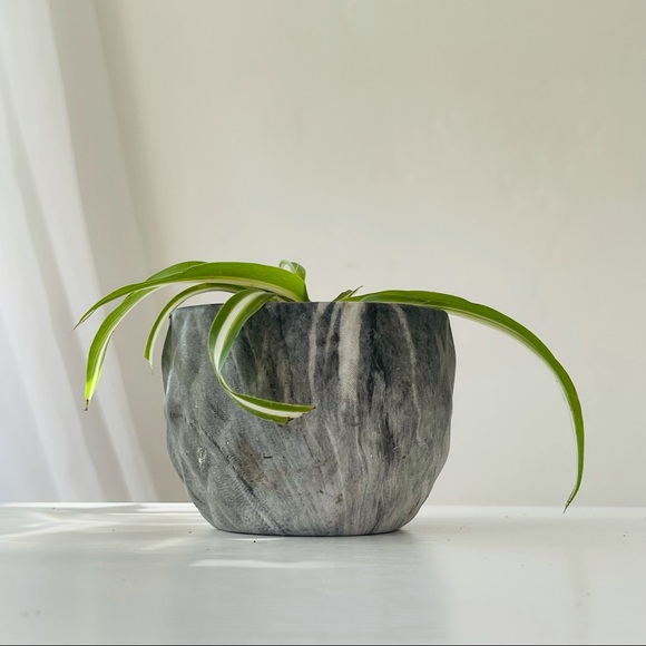 Bonnie Spider Plant in Dark Gray Marble Pot - Picture 5 of 7